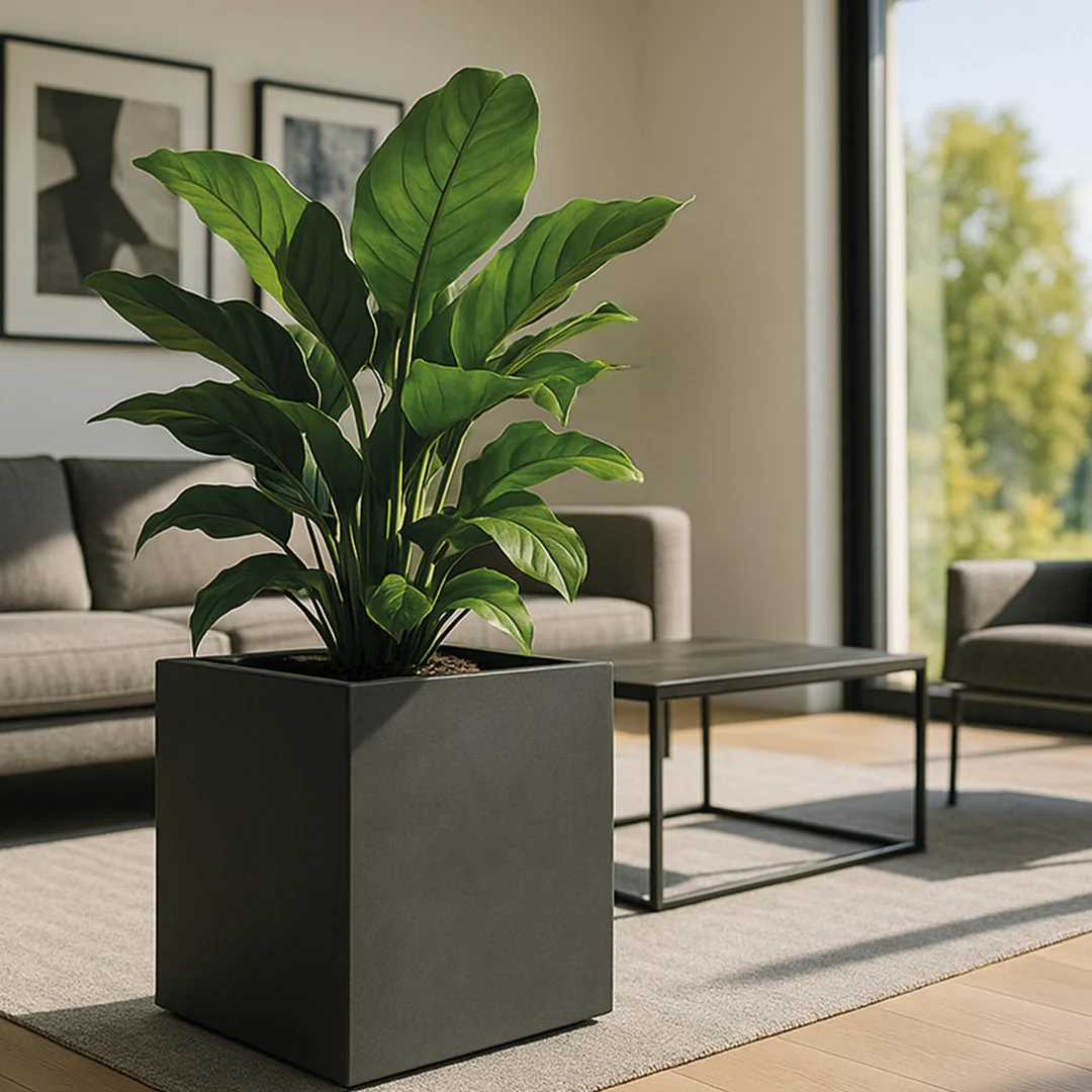 Revox Botanic 70 Indoor