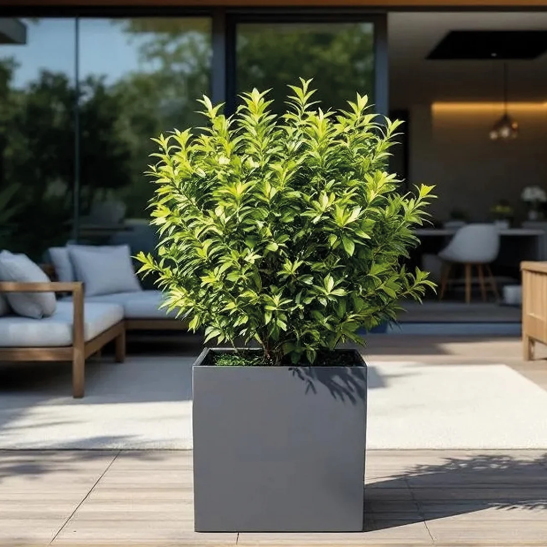 Revox Botanic 70 Outdoor